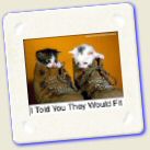 Animal Humour - Puss In Boots.jpg